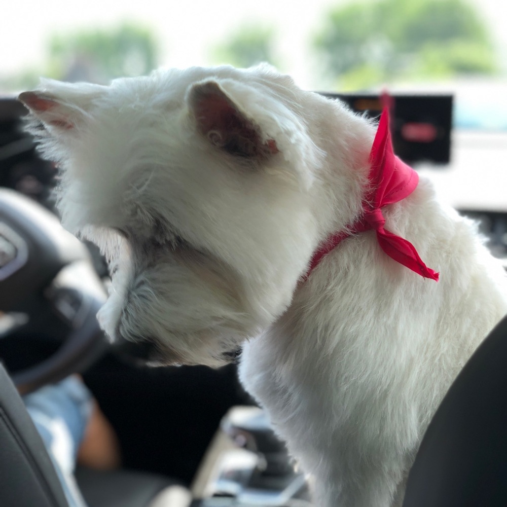 Meet your Posher, Amber